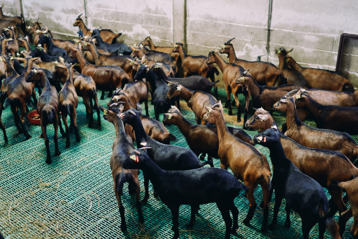 Cross Breed Goats